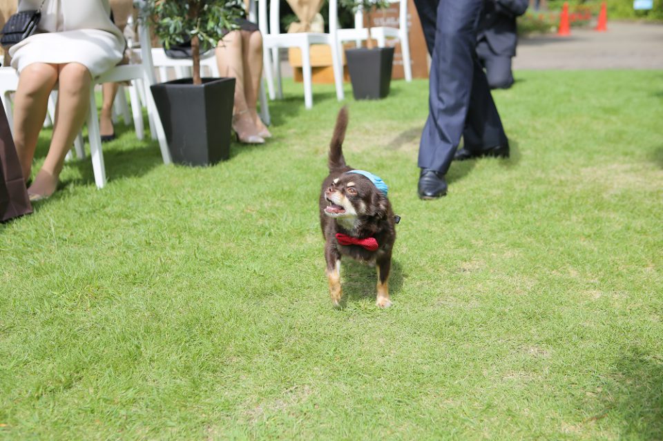 愛犬や愛猫も大切な家族の一員 ペット参加の挙式アイディア集 名古屋のウェディング会場をご紹介 でら婚